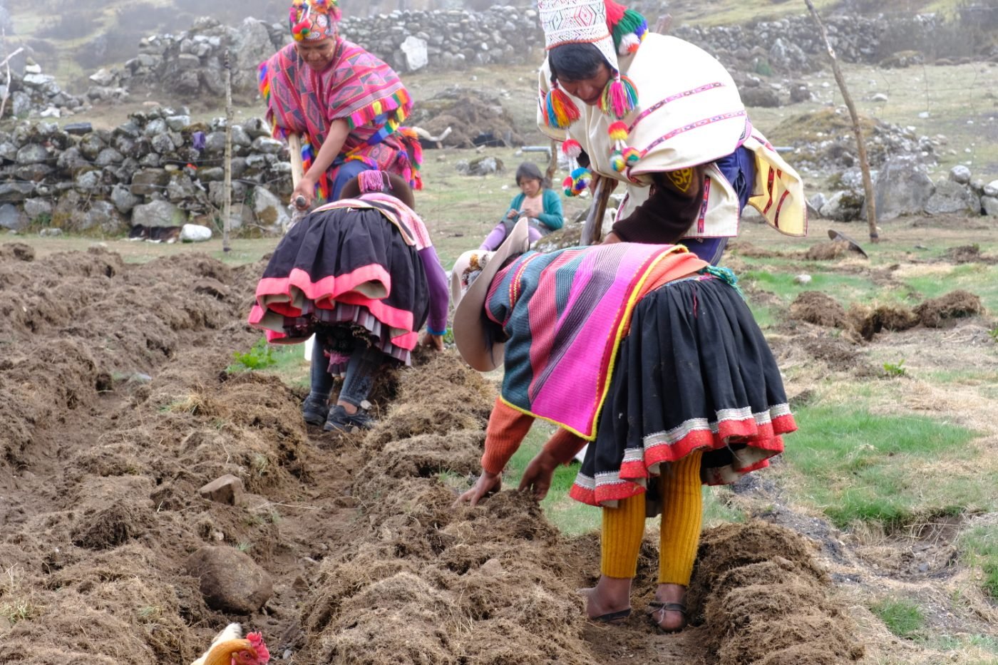Mujeres sembrando en comunidad andina