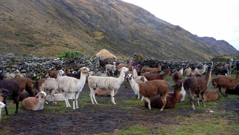 Rebaño de llamas y alpacas